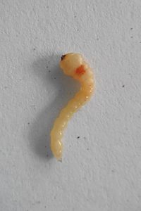 Anilara sp. Ki Ki, PL4281, larva, from Lasiopetalum behrii (PJL 3366), SE, photo by A.M.P. Stolarski